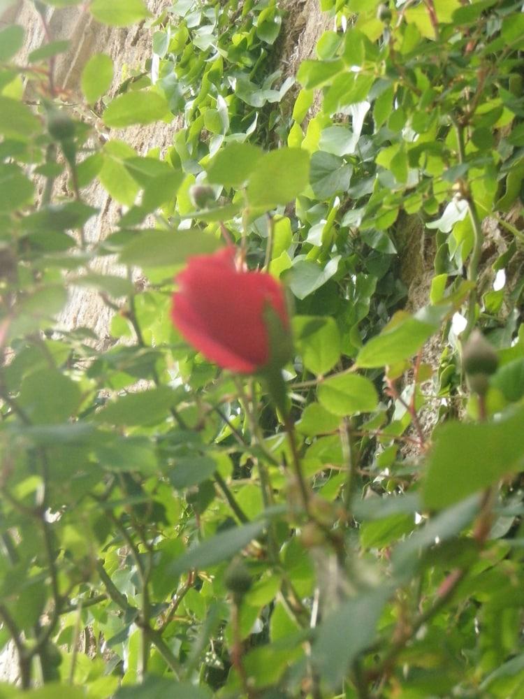 Mas Vilalonga Petit Cassà de la Selva Dış mekan fotoğraf